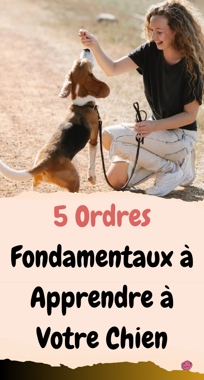 Ordres Fondamentaux à Apprendre à Votre Chien