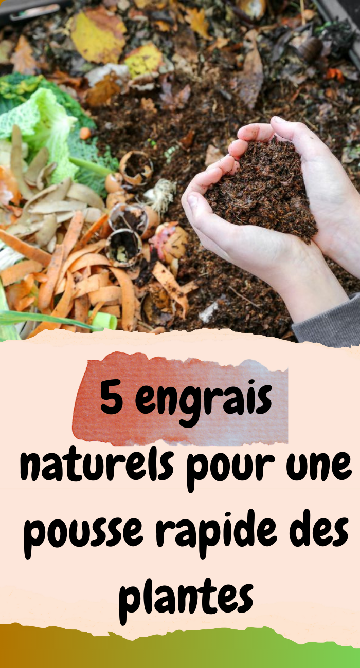 5 engrais naturels pour une pousse rapide des plantes