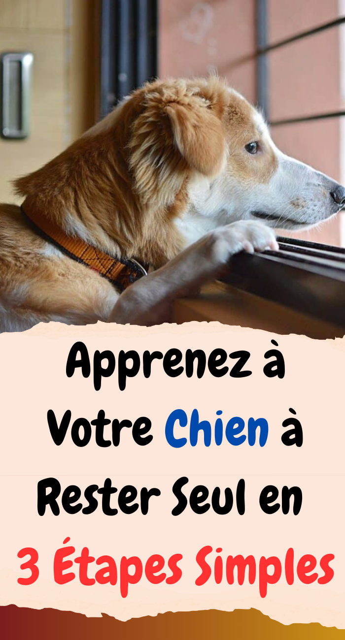 Apprenez à Votre Chien à Rester Seul en 3 Étapes Simples