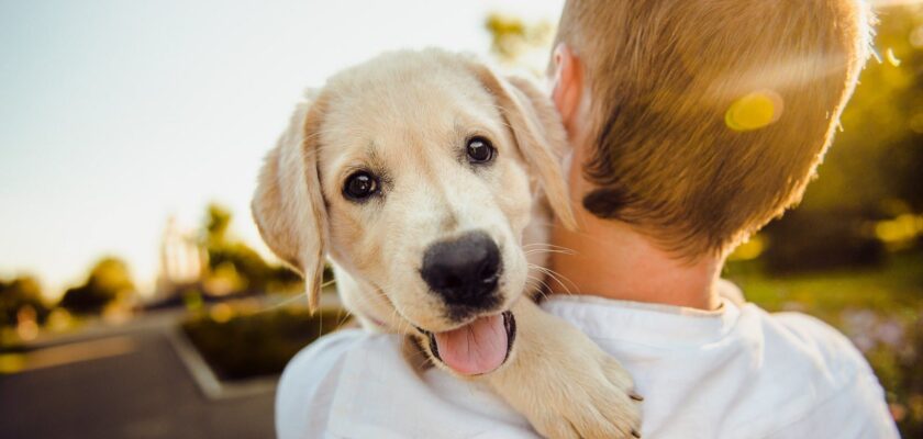 Pourquoi Avoir un Chien Est Bénéfique pour Votre Santé