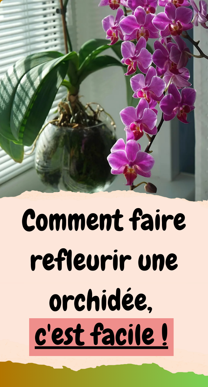 Comment faire refleurir une orchidée