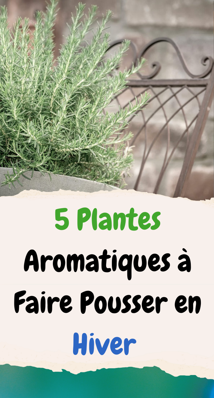 5 Plantes Aromatiques à Faire Pousser en Hiver 