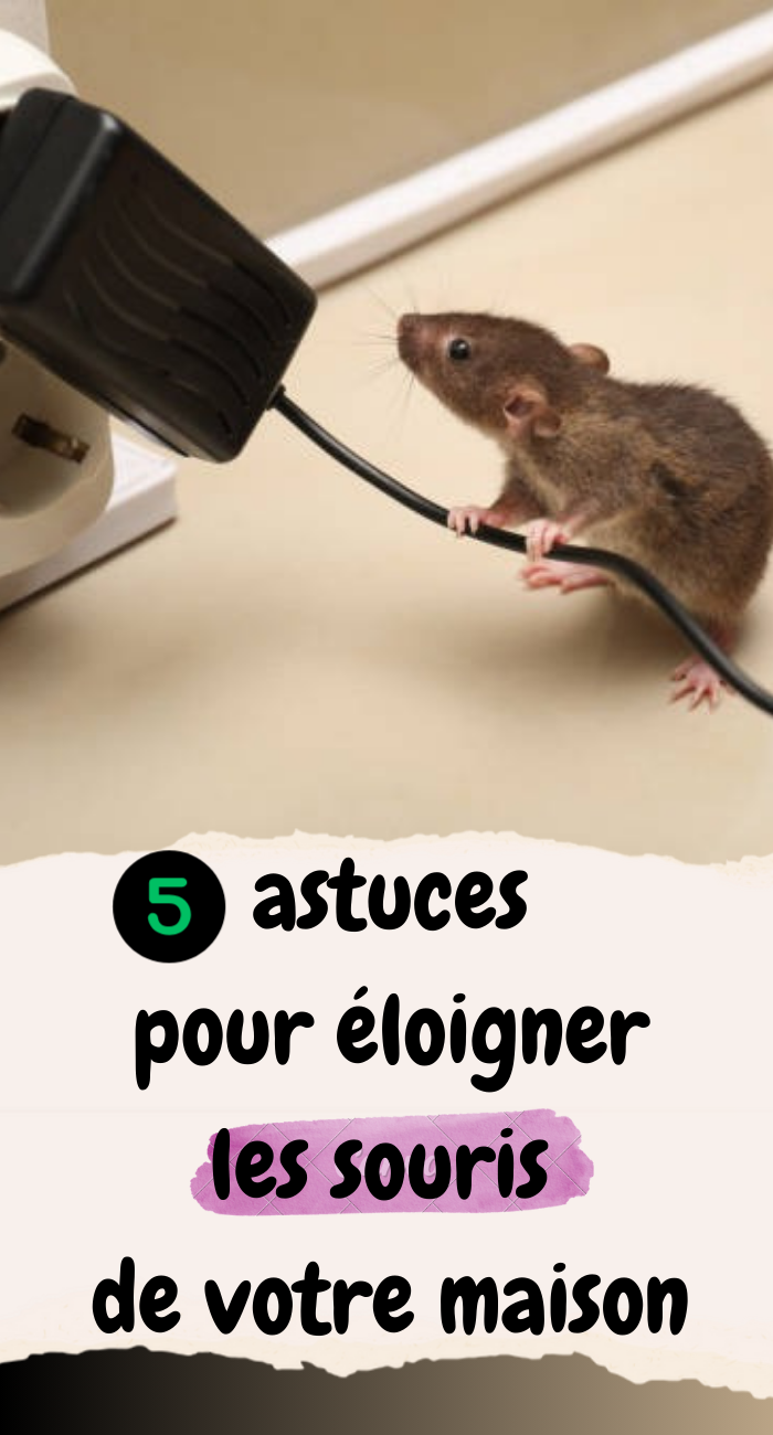 5 astuces efficaces pour éloigner les souris de votre maison