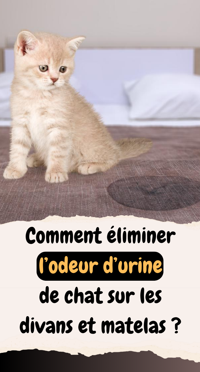 éliminer l’odeur d’urine de chat sur les divans et matelas 