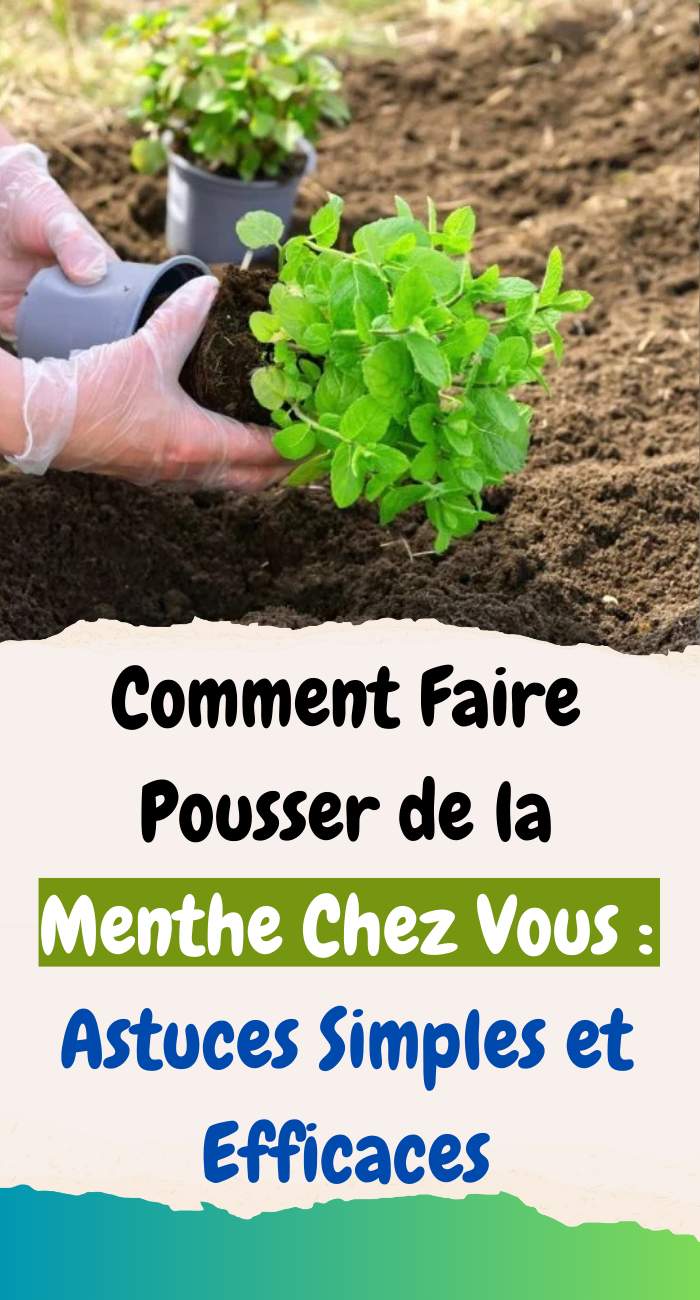 Comment Faire Pousser de la Menthe Chez Vous :