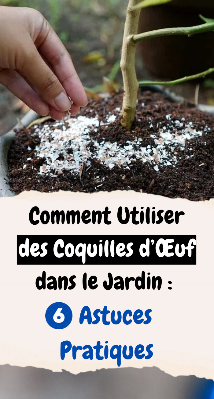 Comment Utiliser des Coquilles d’Œuf dans le Jardin