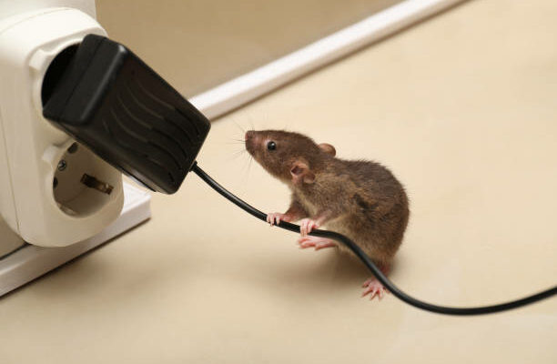 5 astuces efficaces pour éloigner les souris de votre maison