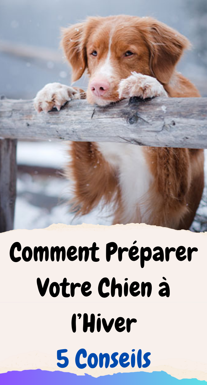 Comment Préparer Votre Chien à l’Hiver