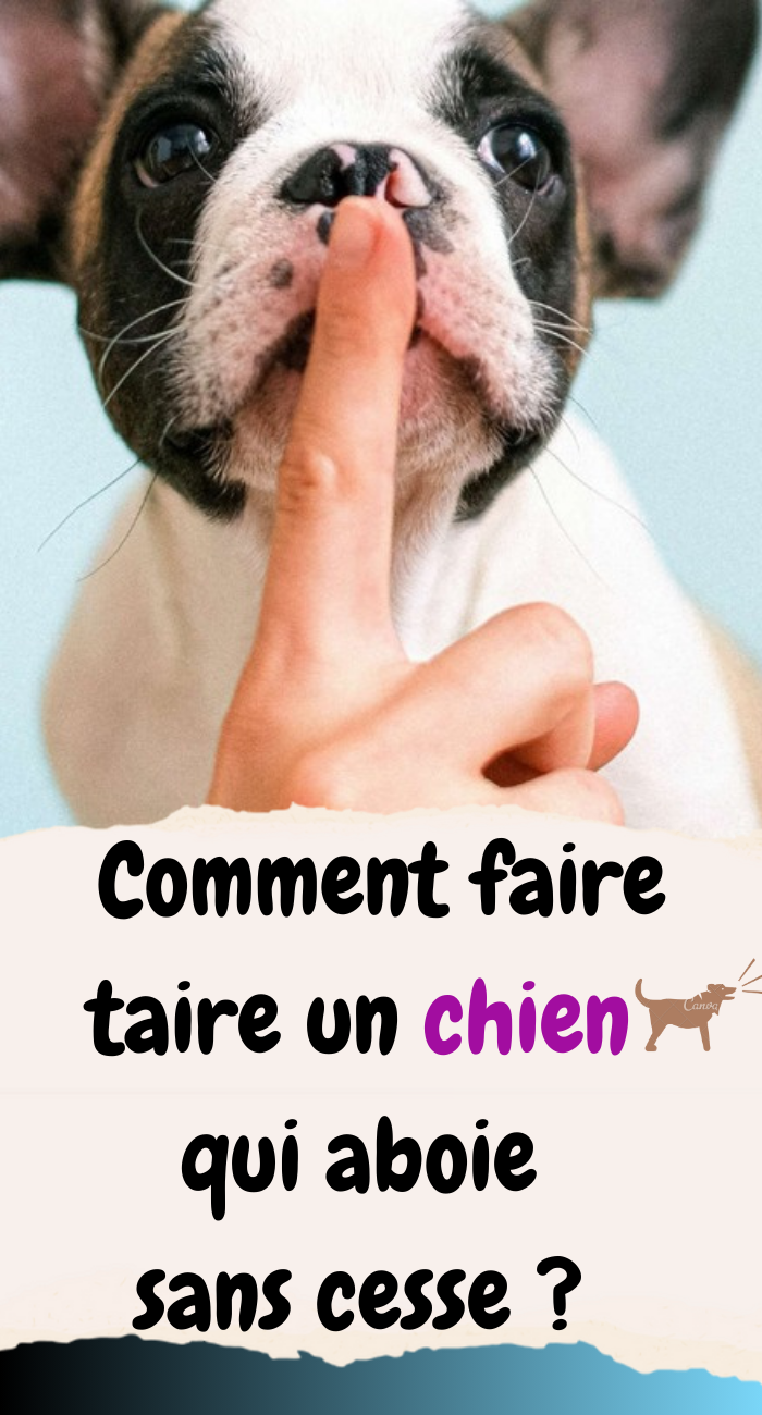 Comment faire taire un chien qui aboie sans cesse ?