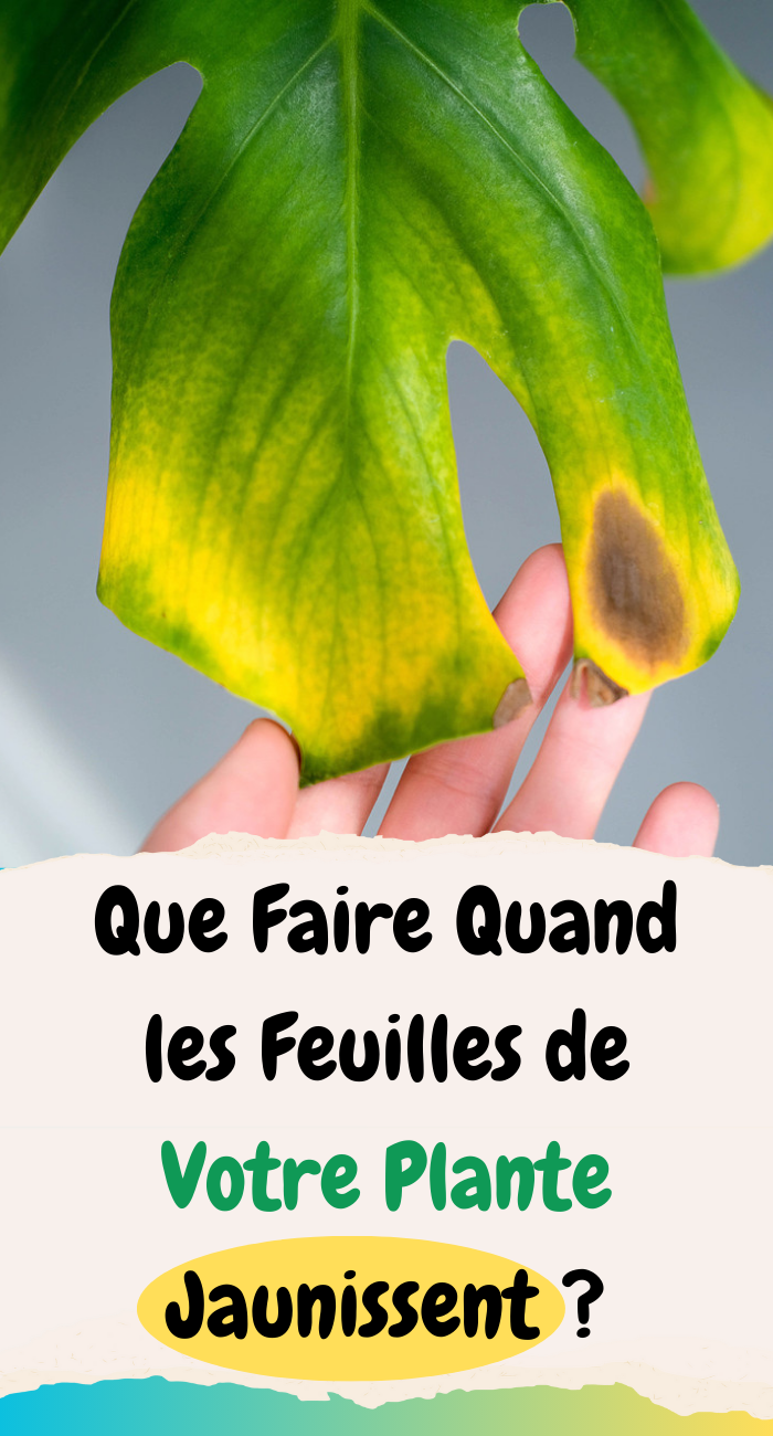 Que Faire Quand les Feuilles de Votre Plante Jaunissent ?