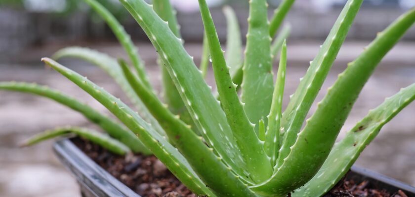 l’aloe vera chez soi