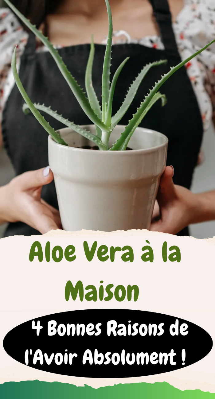 l’aloe vera chez soi