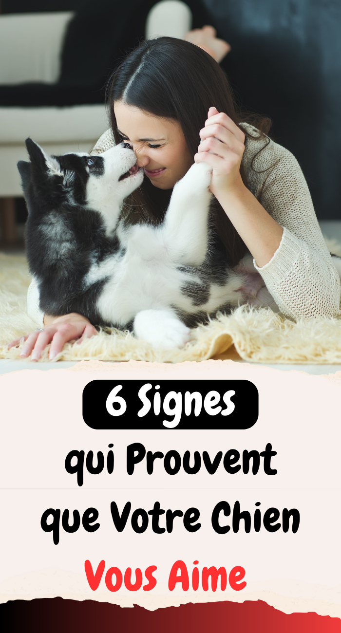 6 Signes qui Prouvent que Votre Chien Vous Aime