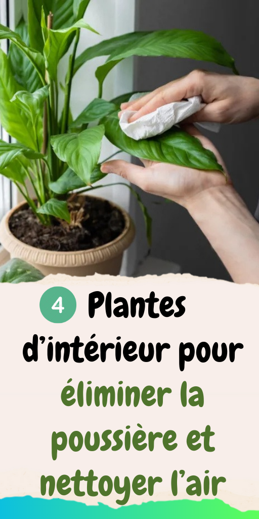 4 Plantes d’intérieur pour éliminer la poussière et nettoyer l’air