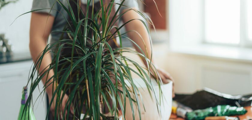 plantes qui n’ont pas besoin d’eau