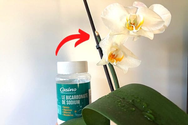 mettre du bicarbonate dans le pot d’Orchidées