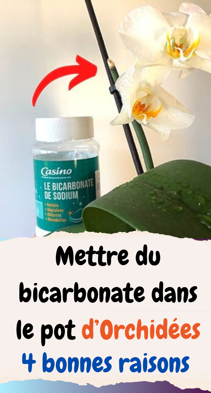 mettre du bicarbonate dans le pot d’Orchidées