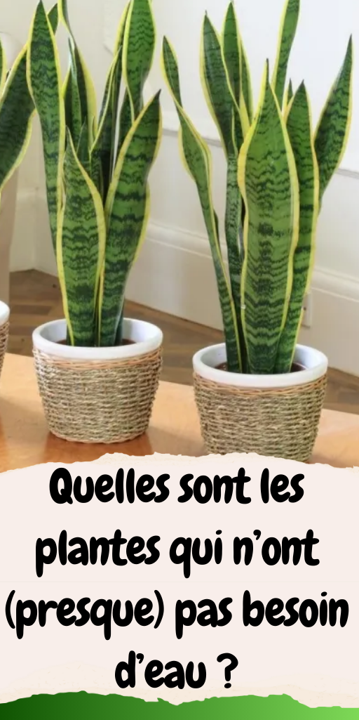 plantes qui n’ont  pas besoin d’eau 