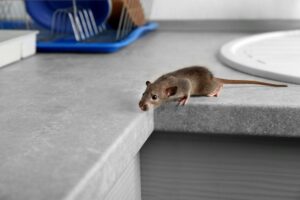 Comment se débarrasser des souris 