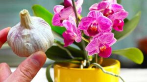 L’astuce de l’ail pour faire refleurir une orchidée