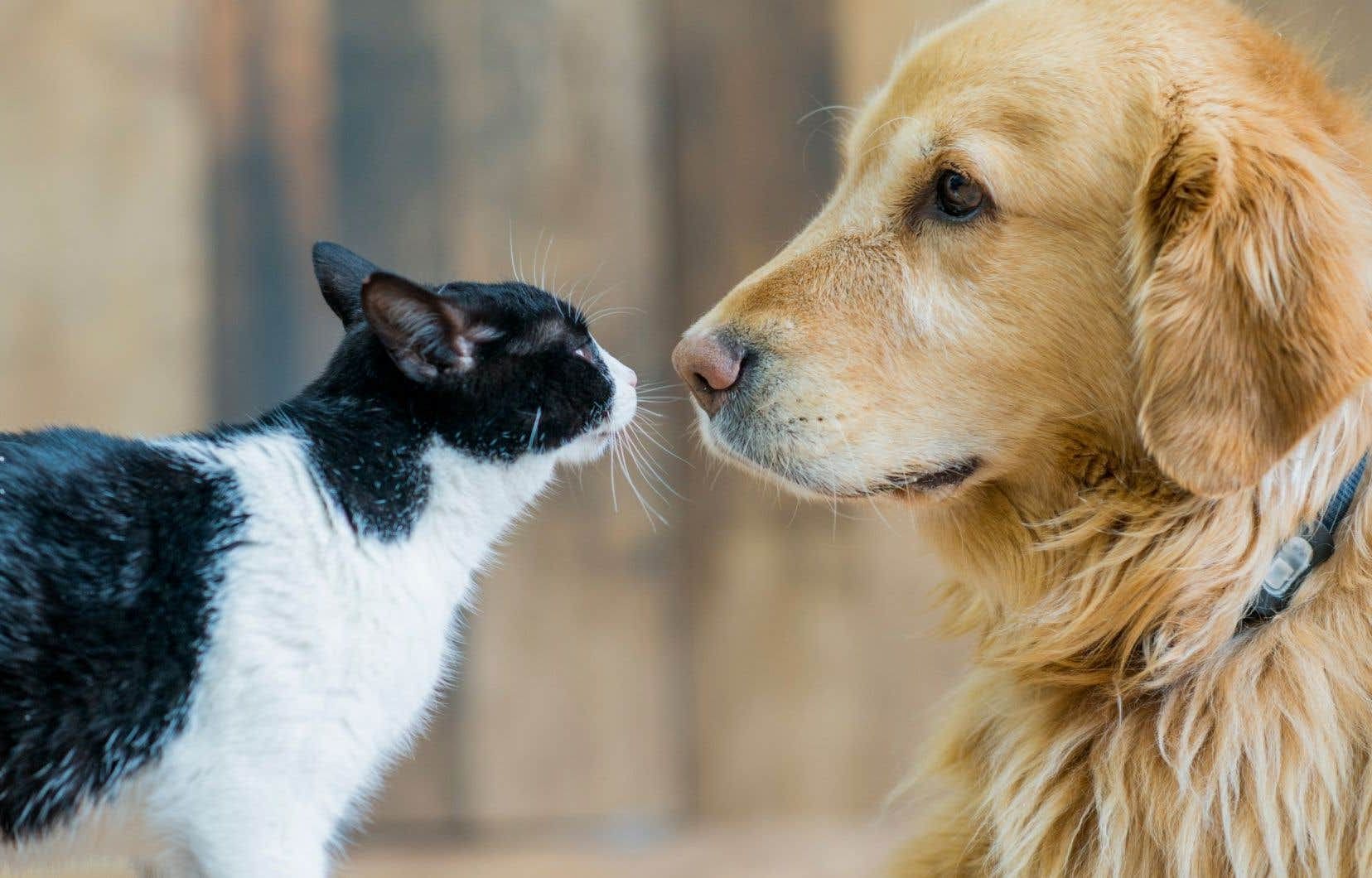 Attachement aux Animaux de Compagnie : Chiens vs Chats