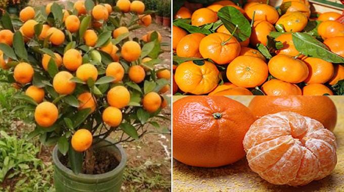 Comment Planter et Cultiver des Mandarines ?