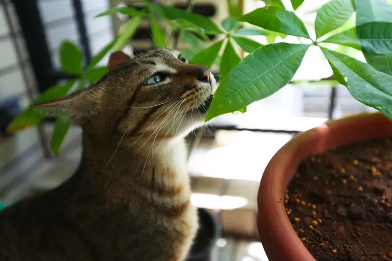 les plantes toxiques pour le chat