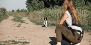 Comment approcher un chien que l'on ne connaît pas