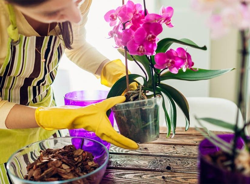 Comment garder une orchidée fleurie toute l'année