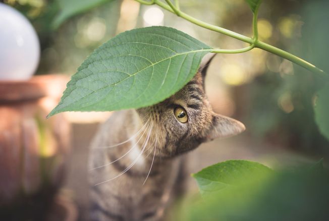 Plantes toxiques pour les animaux de compagnie