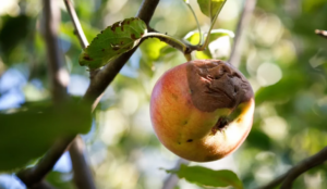 Pourquoi il ne faut pas cueillir ces fruits pourris sur vos arbres