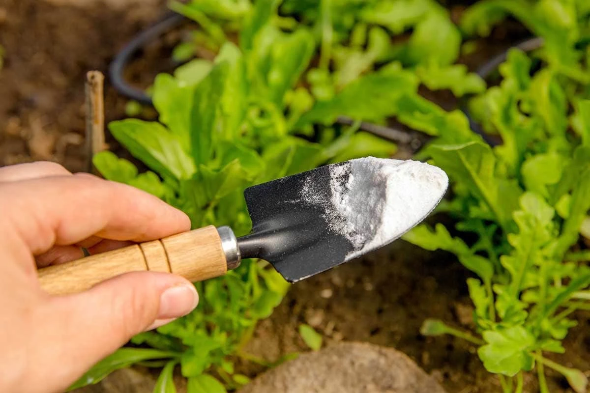 bicarbonate de soude au jardin