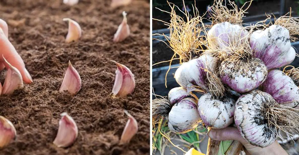 pousser 9 légumes de façon infinie à la maison