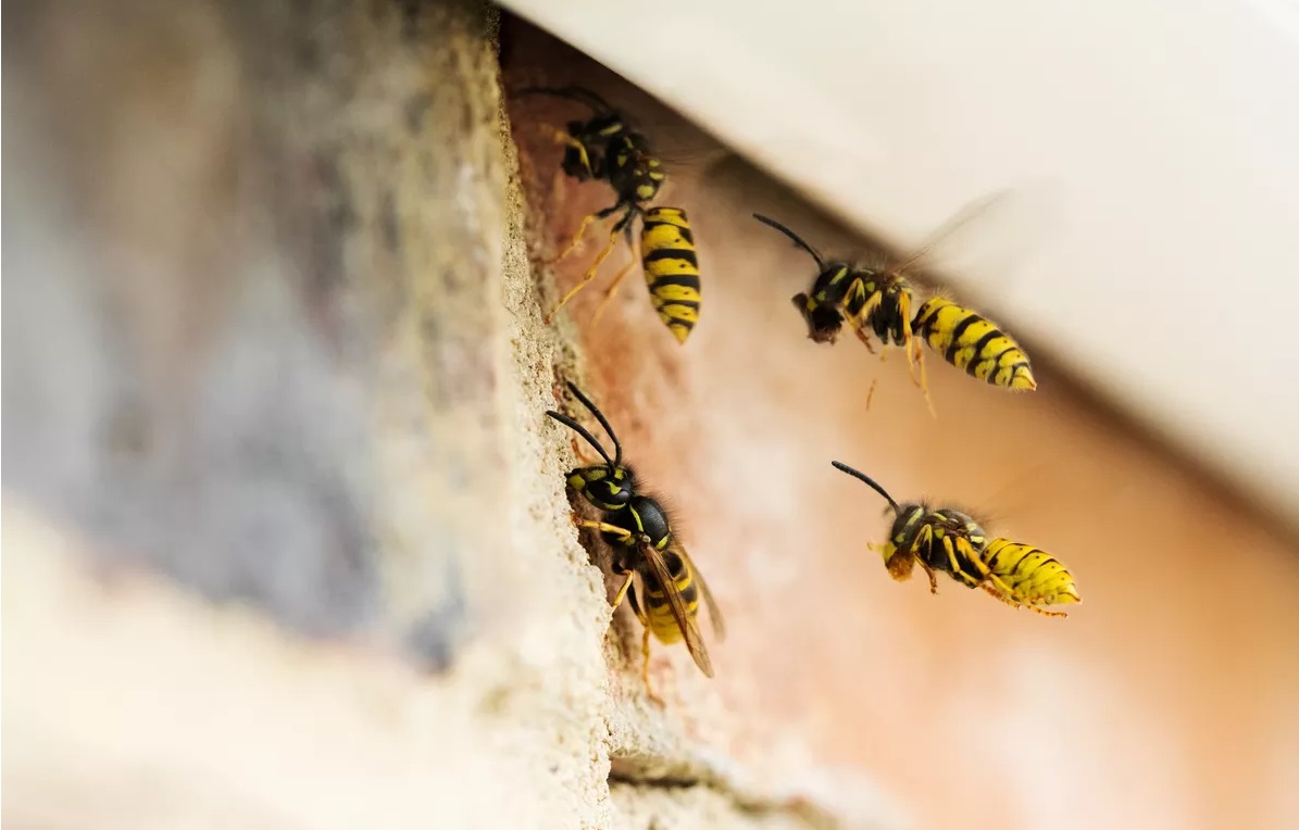 Invasion de guêpes dans la maison