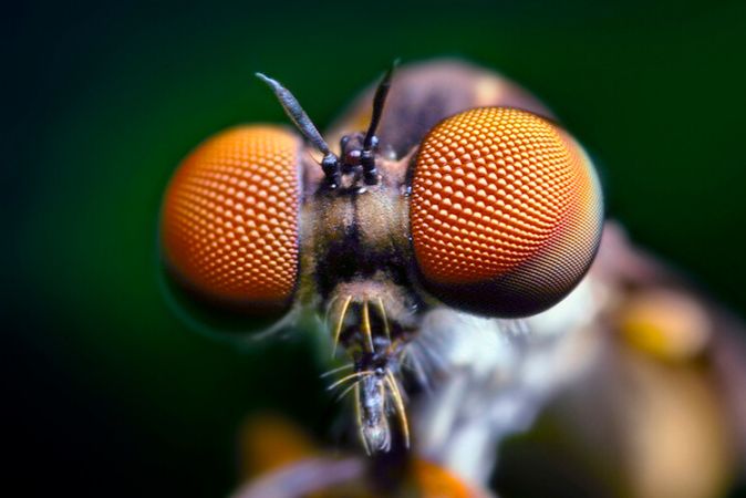 Les Insectes sont Beaucoup Plus Intelligents qu'on ne le Pense