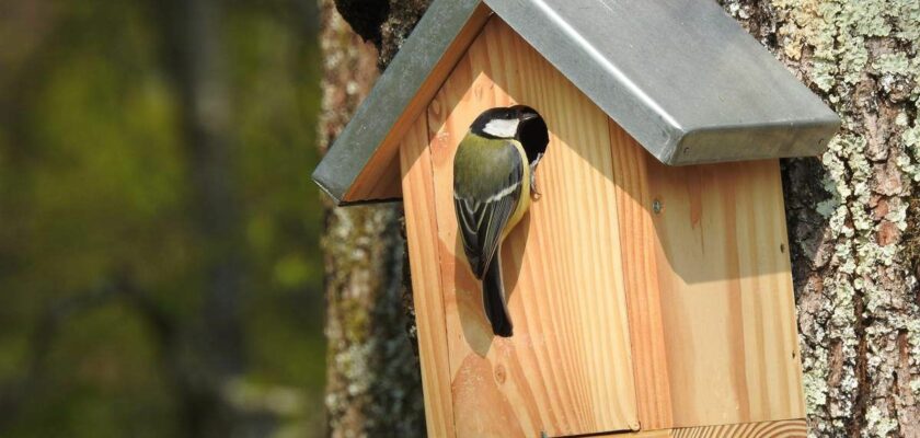 Comment fabriquer un nichoir à oiseaux