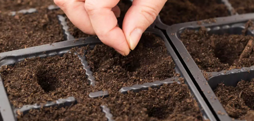 planter en février et mars pour un jardin florissant